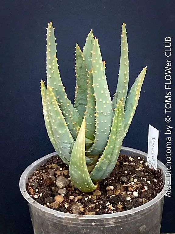 Aloe Dichotoma - Seltener Köcherbaum aus dem Süden Afrikas