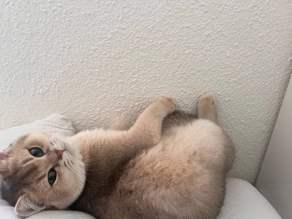 Deckkater britisch Kurzhaar reinrassig