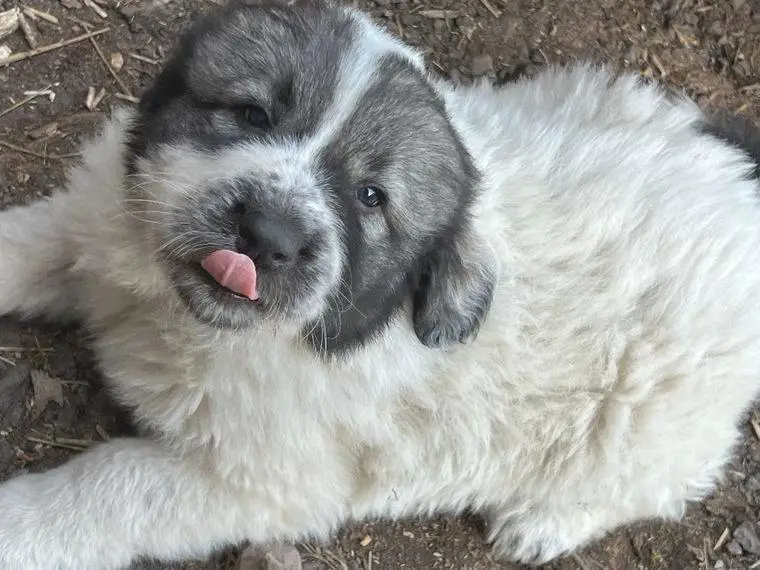 Kaukasischer Owtscharka