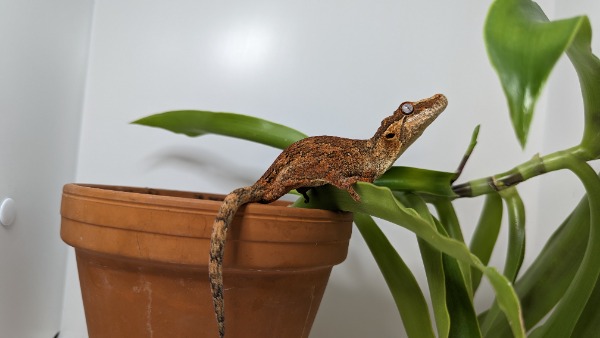 Höckerkopfgecko (Rhacodactylus auriculatus) Männchen