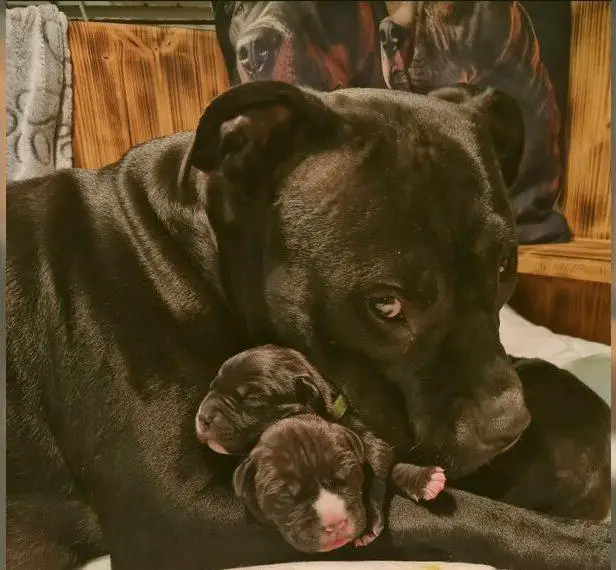 American Staffordshire Terrier