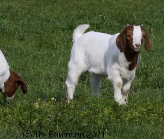 Verkauf: Reinrassige Burenziegen mit schöner Zeichnung