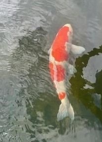 Koi Fische zum Verkauf wegen Teichumbau