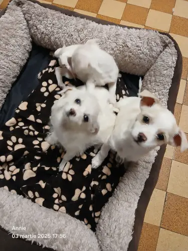 Chiuaua weiss welpen