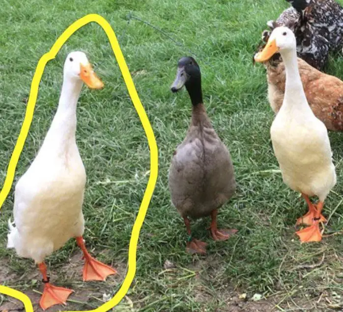 Weisser Laufenten Erpel GRATIS abzugeben, Kanton Schaffhausen