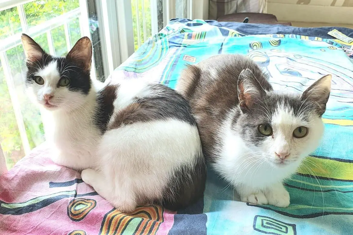 Geschwister Kätzchen m & w, nur zusammen abzugeben