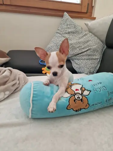 Mini Chihuahua kaufen?
