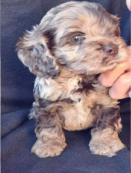 Cockapoo Cockerpoos Toy Pudel schoko merle Doodle American Cocker Spaniel miniminimit blauen Aug