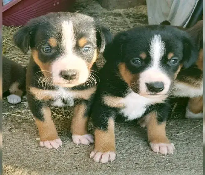 Appenzeller Sennenhund Welpen