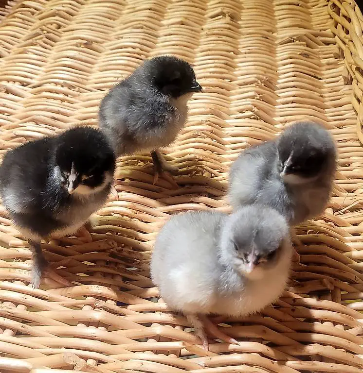 Marans küken schwarz/blau kupfer