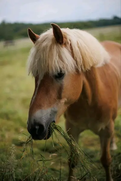 Haflinger Wallach bedingt reitbarer Beisteller