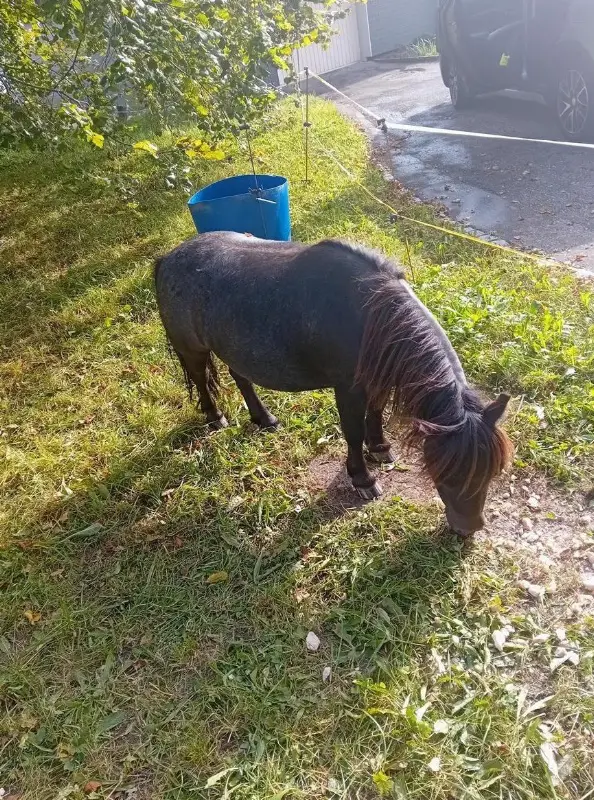 Minishetty Wallach zu verkaufen