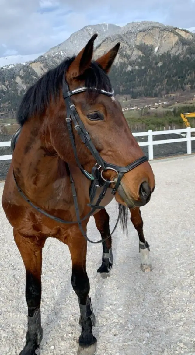 Perfektes Freizeits- und Familienpferd