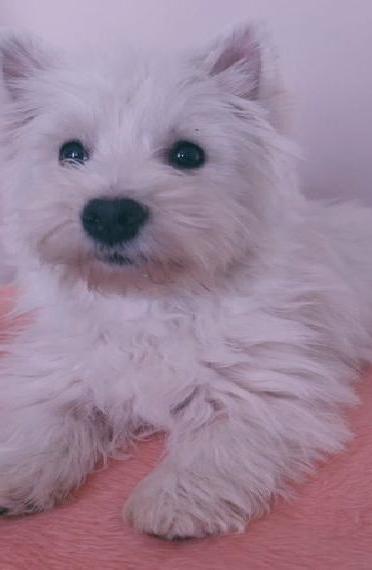 West Highland White Terrier