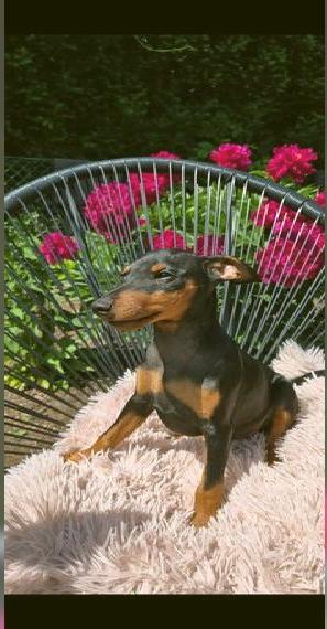 Reinrassiger Zwergpinscher