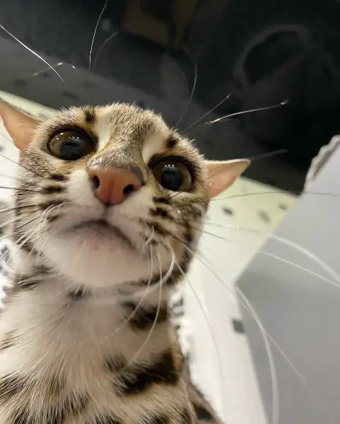 Ozelotkätzchen zu verkaufen