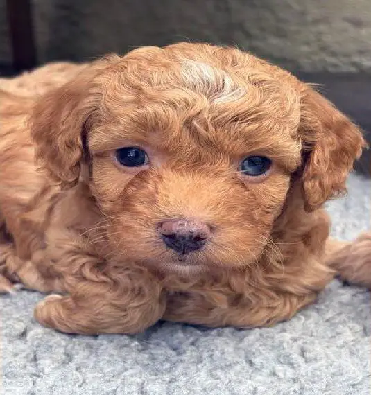 Bolonka Zwetna/Pudel (Bollipoo) Welpen