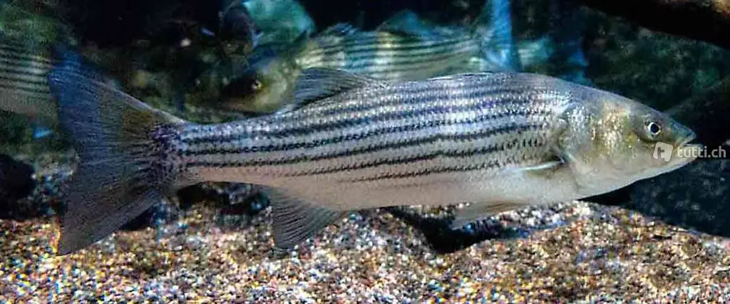 Streifenbarsch lebend