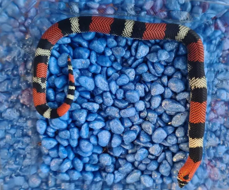 0,2 Südamerikanische Hakennasennattern - Xenodon pulcher