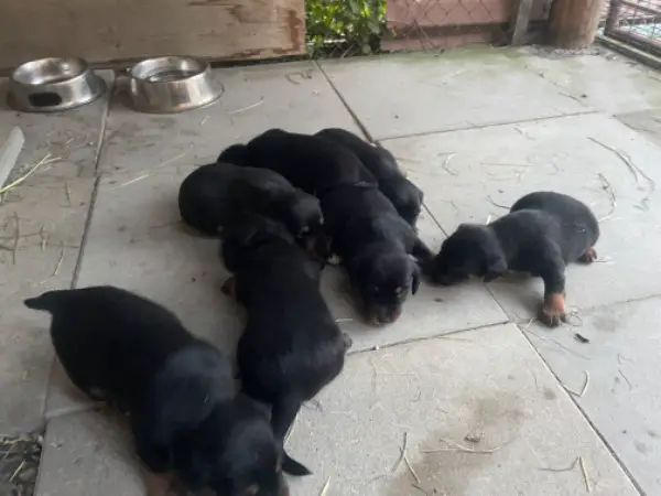 Niederlauf x Jagdterrier