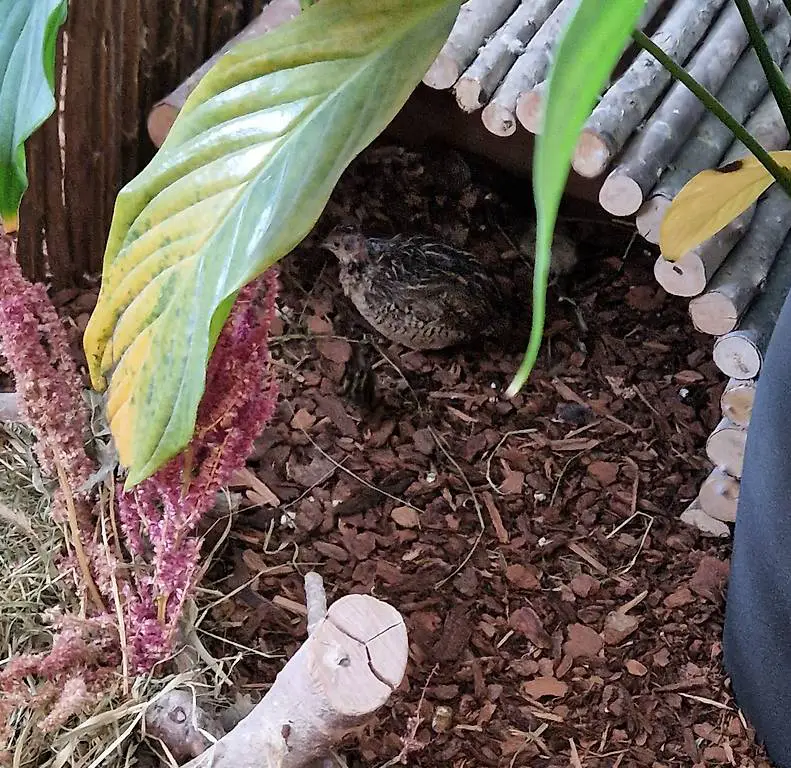 Zwergwachtel Paar mit 5 Küken