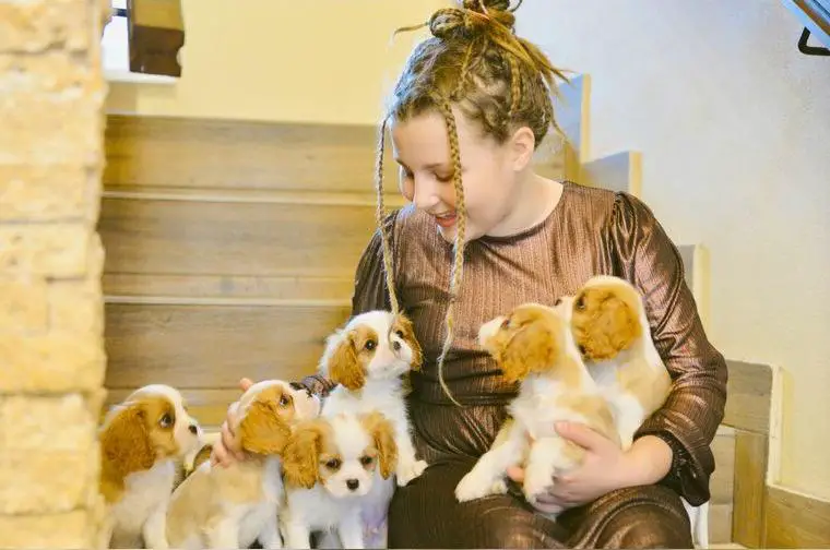 Cavalier King Charles Spaniel mit Stammbaum