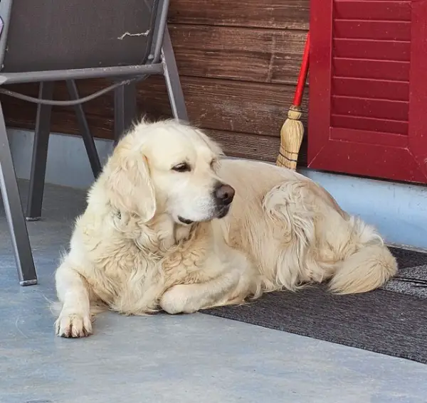 Wurfankündigung | Golden Retriever x Labrador Retriever Welpen