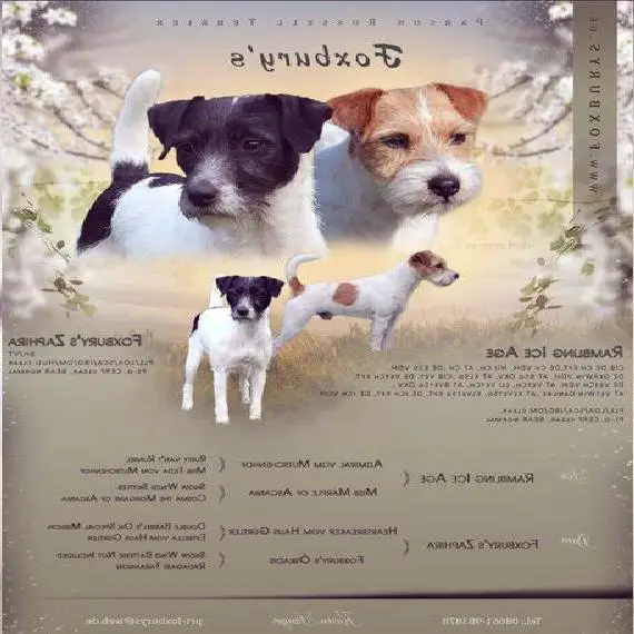 Parson Russell Terrier Welpen