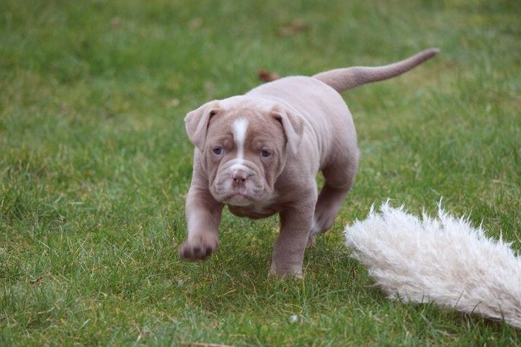 OEB Old English Bulldog zuckersüsse Welpen