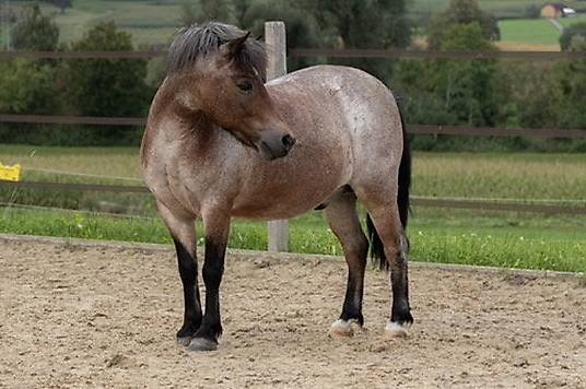 Biete Reitbeteiligung auf meinem Pony