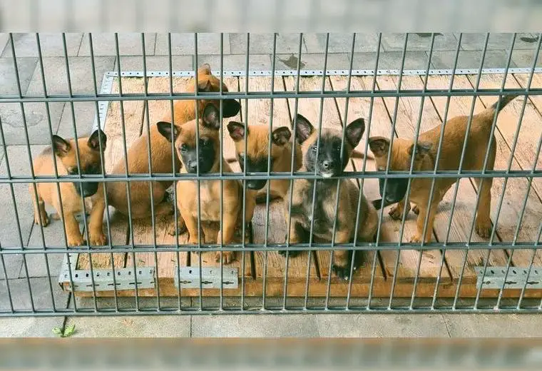 Malinois Wurfplanung für Sport und Dienst