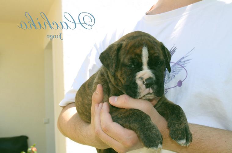 Boxer Welpen