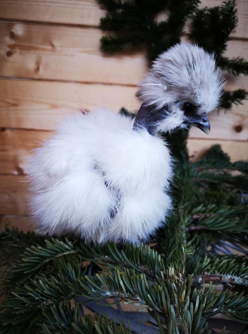 Seidenhühner suchen ein neues Zuhause