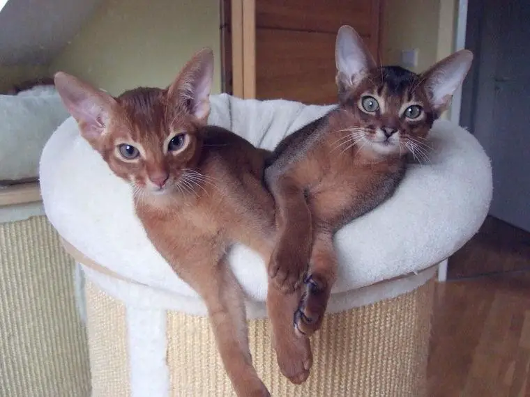 2 abessinier-herzen zu verschenken