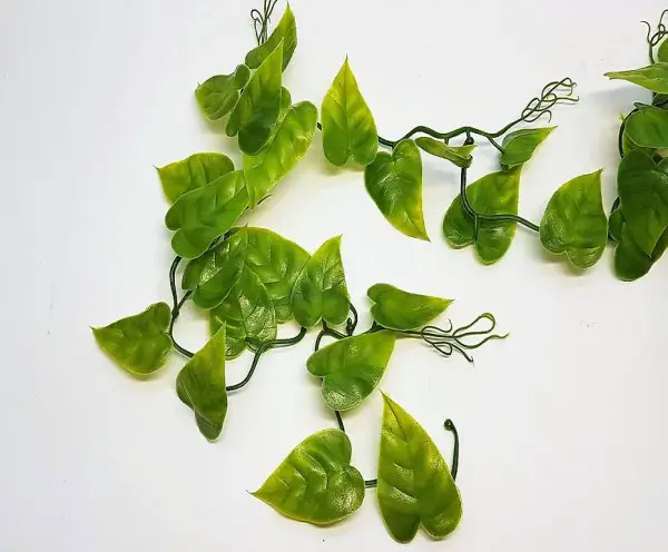  Lucky Reptile Philodendron Ranke 200 cm, NEU und OVP