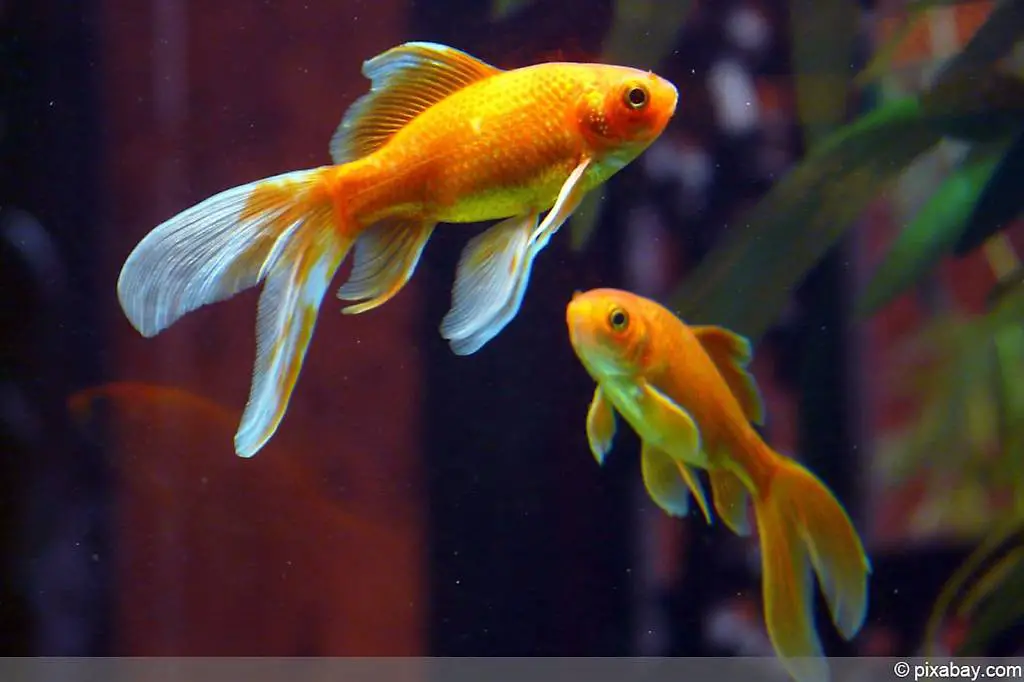 Diverse Goldfische zu verkaufen