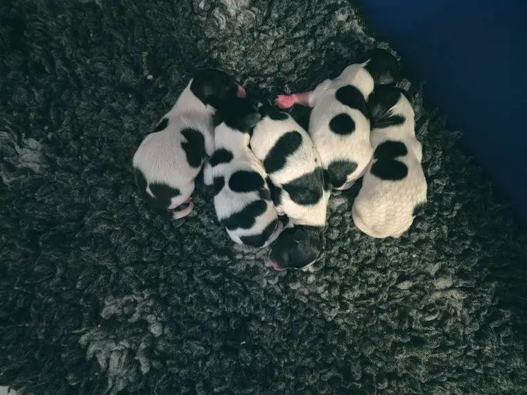 Wunderschöne Phalène Welpen