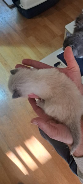 Reinrassige Neva Masquarade kitten