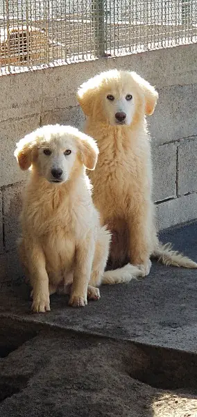 Maremmano Welpen im Canile