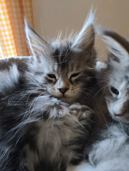 Main Coon Kitten mit Stammbaum