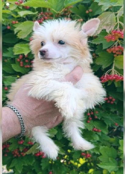 Mädchen und Junge Diamond