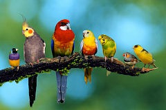 Nehme Vögel & Wachteln auf