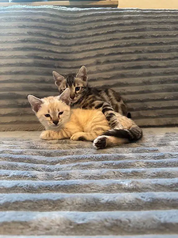 Noch zwei super Süsse Bengal schnüggel suchen ein Zuhause
