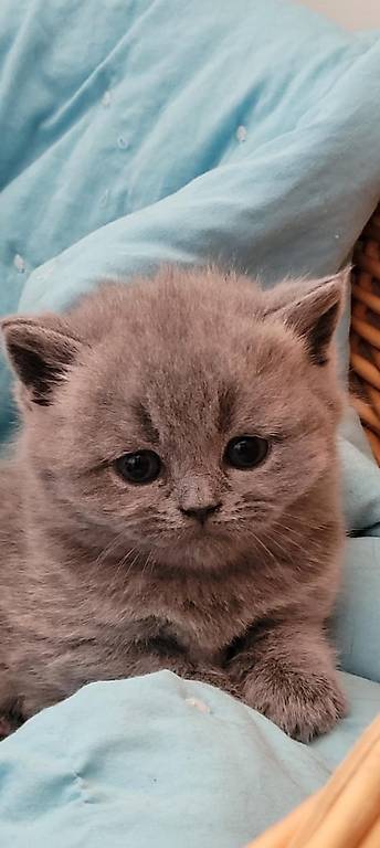 BKH British Kurzhaar Kitten