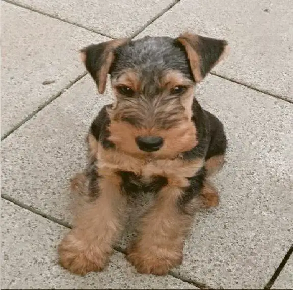 Welsh Terrier Welpe