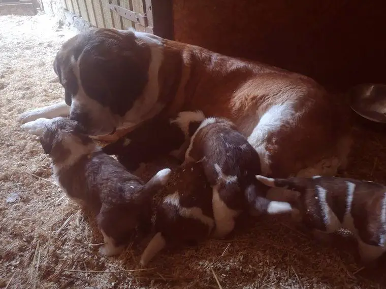 Bernhardiner Welpen reinrassige Elterntiere ohne Papiere