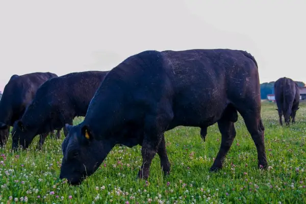 Angus, Deutscheangus, Angusbulle Zuchtstier