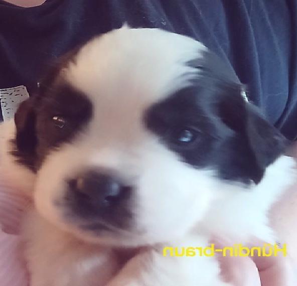 Wunderschöne, reinrassige (VDH - FCI) Bernhardiner suchen ein schönes Zuhause