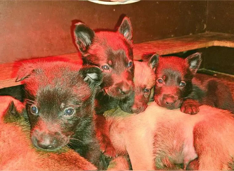 Malinois Welpen (X-Mechelaar)