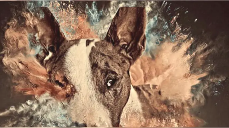 Merle Miniature Bullterrier